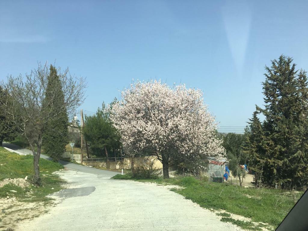 فيلا Haven ليماسول المظهر الخارجي الصورة